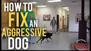 Fearful Dog Aggression Training and Rehabilitation with America's Canine Educator