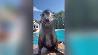 Seal smiles when told to smile