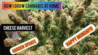 How to grow cannabis at home!!! HARVEST TIME!!!