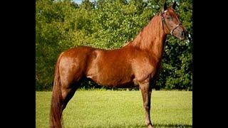 Great Exercise for The Pacey Horse -Gaited Horse Training