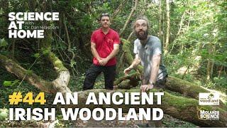 Science at Home #44  - An ancient Irish woodland