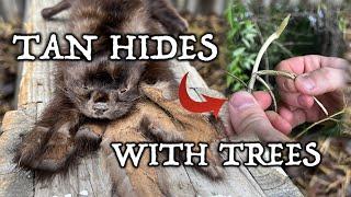 How to bark tan furs. Easy way traditional hide tanning using tree bark.