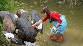 Fantastic Discovery: The girl accidentally uncovers a huge clam and discovers beautiful pearls