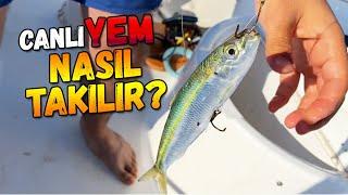 Kuzu Akya İçin Canlı Yem Nasıl Takılır