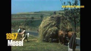 1957 - Mosel - Landwirtschaft (color)