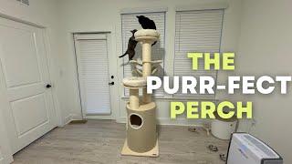 Is Kamaboko 74" Cat Tower Worth It? | Watch Before Buying