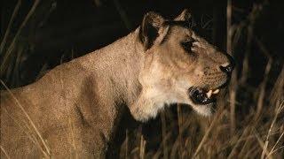 Lions Vs. Hippo