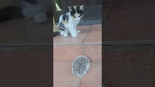 So cute  the cat  sees the hedgehog for the first time A Part 2. 🫶️