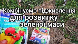 Підживлення томатів для інтенсивного розвитку