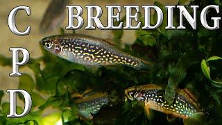 How to breed Celestial Pearl Danios #Danio margaritatus