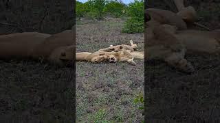 NATURE IS THE BEST #wildlife #nature #naturelovers #calm #relaxing #animals #ambient #soothing #lion