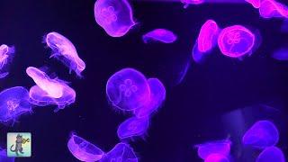 Jellyfish Aquarium ~ Relaxing Music for Sleep, Study, Meditation & Yoga • Screensaver • 6 HOURS