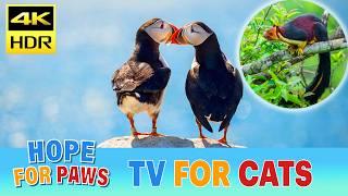 Our TV for cats saves lives! 10 HOURS of fun for your cats and dogs. No loops of footage.