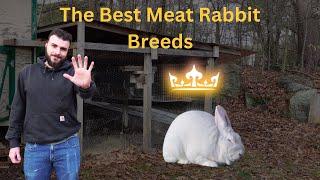 The Best Meat Rabbit Breeds