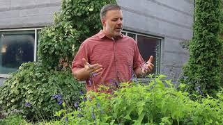 Black and Blue Anise-scented sage (Salvia guaranitica 'Black and Blue') - Plant Identification