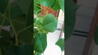 Benefits of sheesham leaves#youtubeshorts #viral #nature 