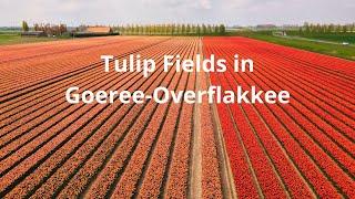 Tulip fields in Goeree-Overflakkee, Netherlands by drone Dji mini 3 pro 4K