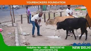 2nd Nov 2022 Feed the Stray Animals – An initiative by the Yourbackers New Delhi