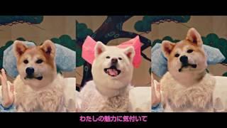 MOFU MOFUDOGS “Waiting4U〜モフモフさせてあげる〜” M/V (AKITA DOG POP STAR)
