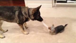 Yorkie and German Shepherd play Tug o War