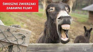 ŚMIESZNE ZWIERZĘTA #31 | Najlepsze Filmy Tygodnia | KLUB ŚMIESZNYCH ZWIERZĄT