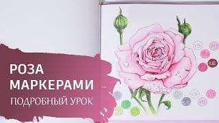 Учимся рисовать маркерами / Урок для новичков / Рисуем розу.