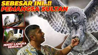 YANG BENER AJA SANG SULTAN PUNYA BURUNG HANTU INI..?!!