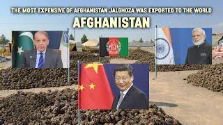 The most expensive  of Afghanistan Jalghoza was exported to the world.