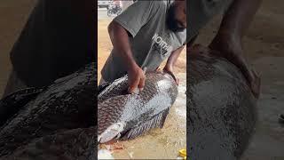 Amazing! World Biggest Catla Fish Cutting In Village