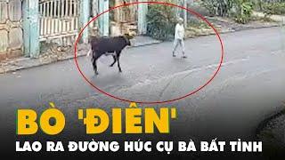 Bò 'điên' lao ra đường húc cụ bà 78 tuổi bất tỉnh ở Củ Chi