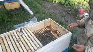 Отбор мёда из кассетного лежака для двухсемейного содержания пчёл