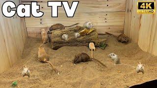  Interactive Cat TV: Mice in Sand – Non-Stop Fun in 4K UHD for Cats