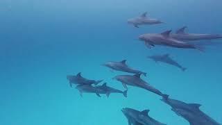 Free Diving up to 9m in Zanzibar with 50 Bottlenose Dolphins