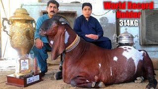 World Record Holder 314 Kg Biggest Goat Of The World 2021