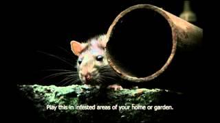 Rat distress call. Scares rats out of you home, garden, sheds etc. Get rid of rats humanely.