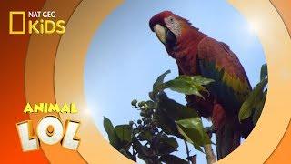 Macaw Celebrity Sighting | Animal LOL