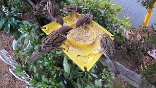 【野鳥】スズメの食堂　大量のスズメがやってきた　【雀】