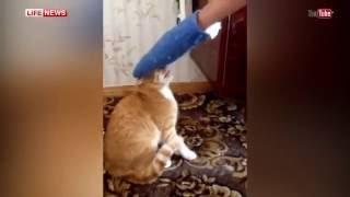 Кот мститель загнал хозяина на балкон   Cat Gets Revenge