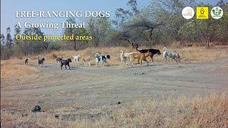 FREE-RANGING DOGS | A Growing Threat