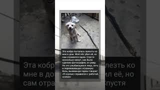 бедная.. #грустные #видео