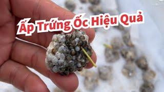 NUÔI ỐC BƯƠU ||| CÁCH ẤP TRỨNG HIỆU QUẢ | CHIA SẺ KINH NGHIỆM NUÔI