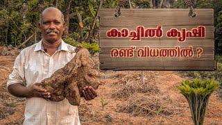 കാച്ചിൽ കൃഷി രണ്ട് വിധത്തിൽ ചെയ്യാം ? | Kaachil Krishi In Malayalam | Purple yam Cultivation Kerala