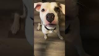 Are Pitbulls the best dog? Adorable Pitbull Puppies #shorts #cutedogs #pitbullsoftiktok