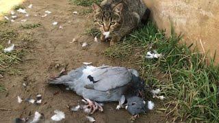 Cat Kills A Pigeon | Full Video