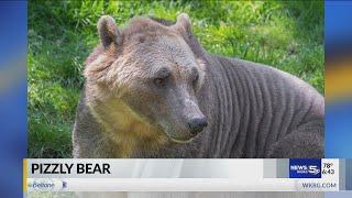 VIDEO: ‘Pizzly bears’: Climate change to thank for grizzly-polar bear hybrid, experts say