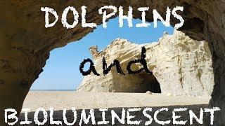 Dolphins and Bioluminescent light at Sapat - Buji Koh Beach Balochistan in 4K