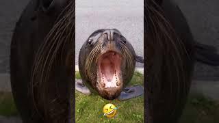 Seal eats whole fish in a second and gives cute smiles at end