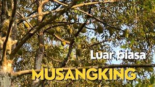 Hutan pohon durian musangking & duri hitam (wajib lihat nih)