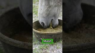 ASMR Horse Eating 