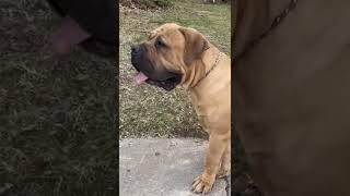 168 LB GORILLA BOERBOEL DOG 14 MONTHS